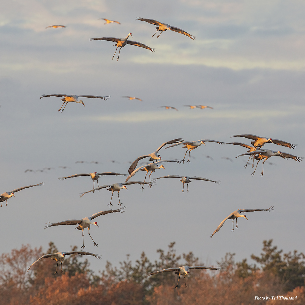 Sandhill Cranes float in for a landing over the Wisconsin River.