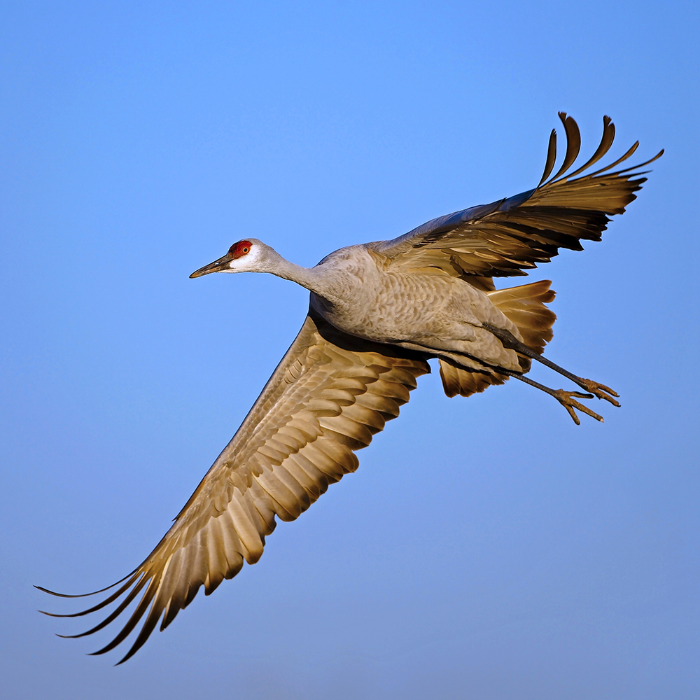 Great Midwest Crane Fest – Celebrating Community and Conservation