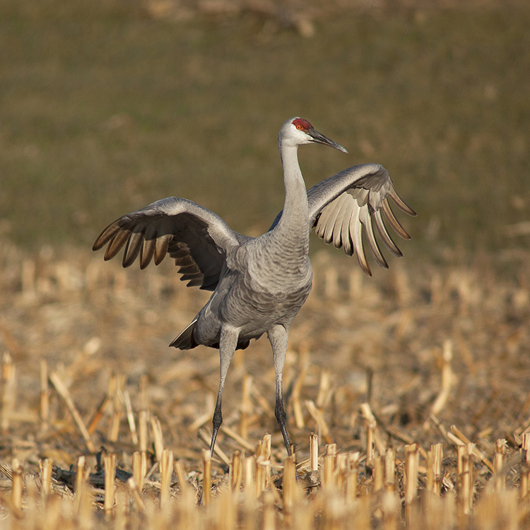 Sandhill Crane Festival 2024 Wheatfield Instagram Jaine