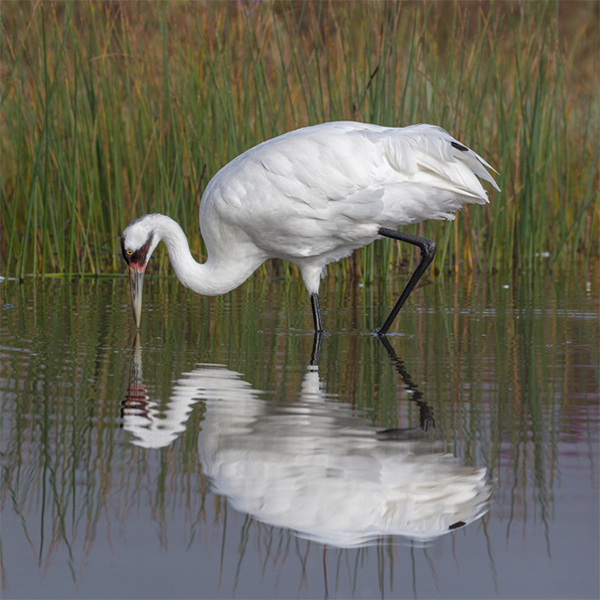 Sponsors Great Midwest Crane Fest 2024